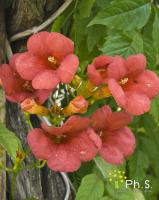 <p><span style="font-size: 16px;">Les Bignones portent des fleurs en forme de trompettes, réunis en grappes abondantes, oranges, rouges, parfois bicolores, les corolles s'épanouissent de juillet à septembre. </span><span style="font-size: 16px;">Les feuilles caduques sont vertes assez clair et prennent des teintes jaunes d'or à l'automne.</span></p>